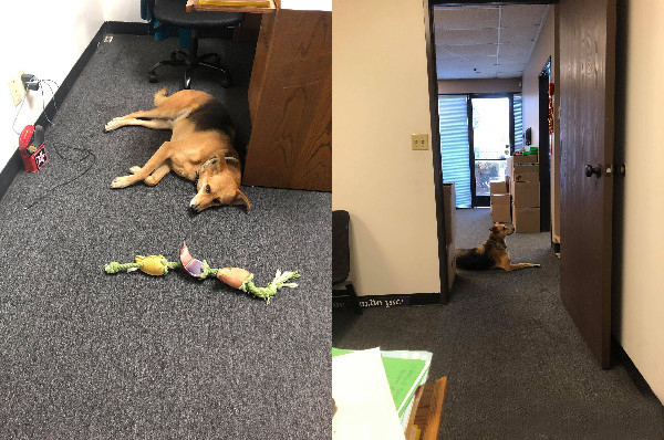 上班没气氛，老板要求带狗上班，这样的公司还招不招人？