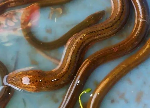 爱吃鱼的人注意了，什么鱼能吃什么鱼不能吃您知道吗？