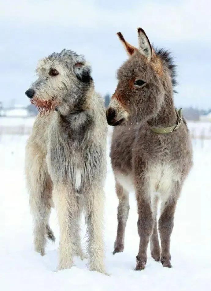 各国猛犬大全，建议收藏