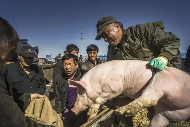 猪价“跌满格”，猪市“13元时代”要来了？看专