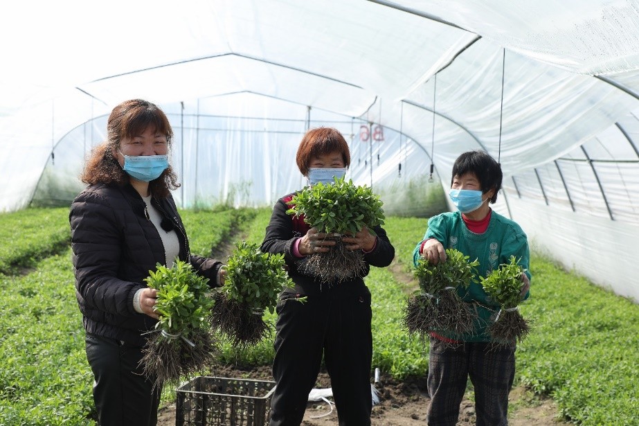 泰萊集團(tuán)推出甜葉菊可持續(xù)種植新計(jì)劃 助力中國鄉(xiāng)村振興戰(zhàn)略