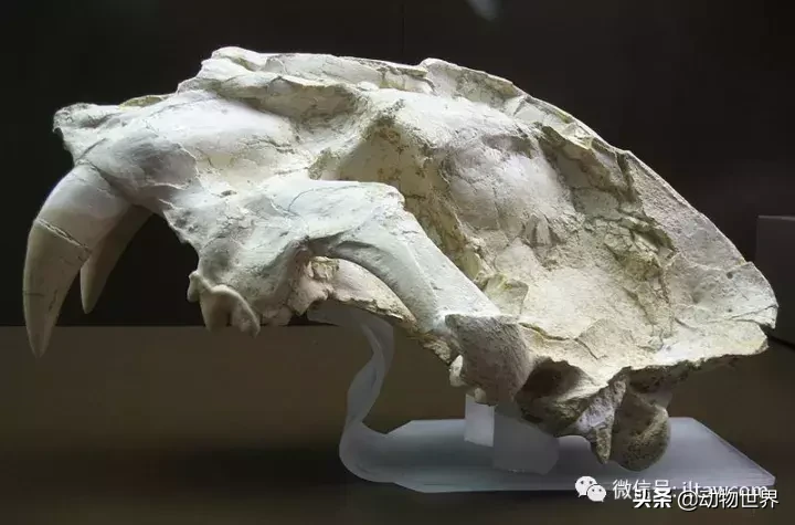 剑齿虎可不是单一的物种,它们是大家族