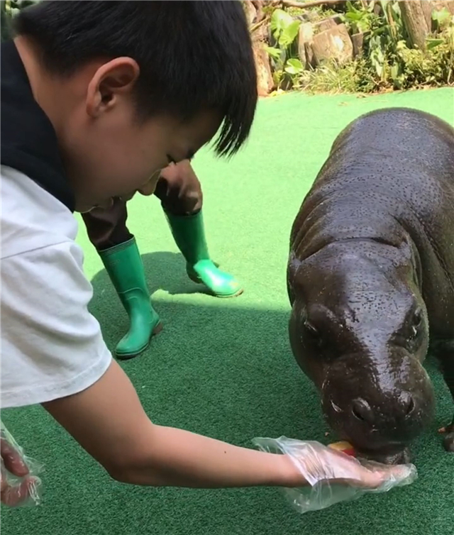 全红婵第一次去动物园！老虎隔着玻璃向她扑来，红姐吓了一跳：哇