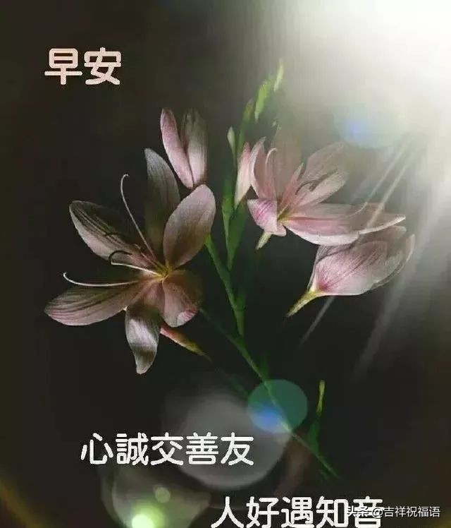 早上好动态图片带字和鲜花 早上好图片大全图片