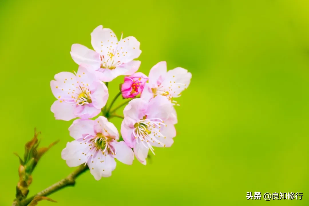 樱花经典诗句，古人写樱花的古诗