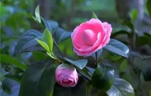 全國(guó)56個(gè)城市的市花，你是否全都了解？