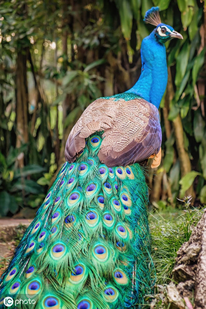 ic photo)白孔雀开屏(图片来自 ic photo)在动物园里开着尾巴的孔雀