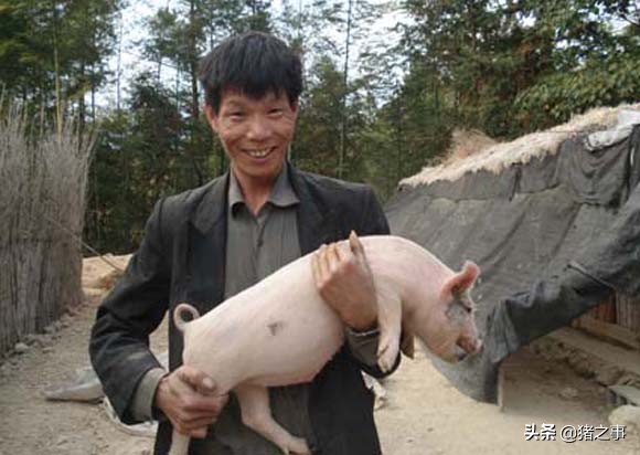 实用！学会这“10看”买小猪，外行也能成为“半