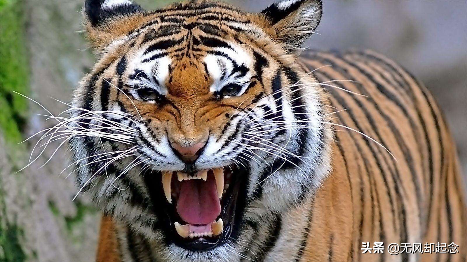 古代文献中有一猛兽，可杀死老虎，10多年来，我国只拍到了3次