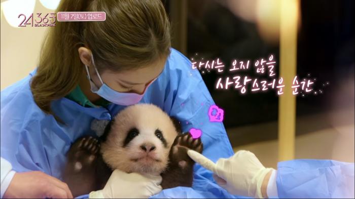 Jennie及Rose在节目中违规接触熊猫宝宝，引发网友怒斥