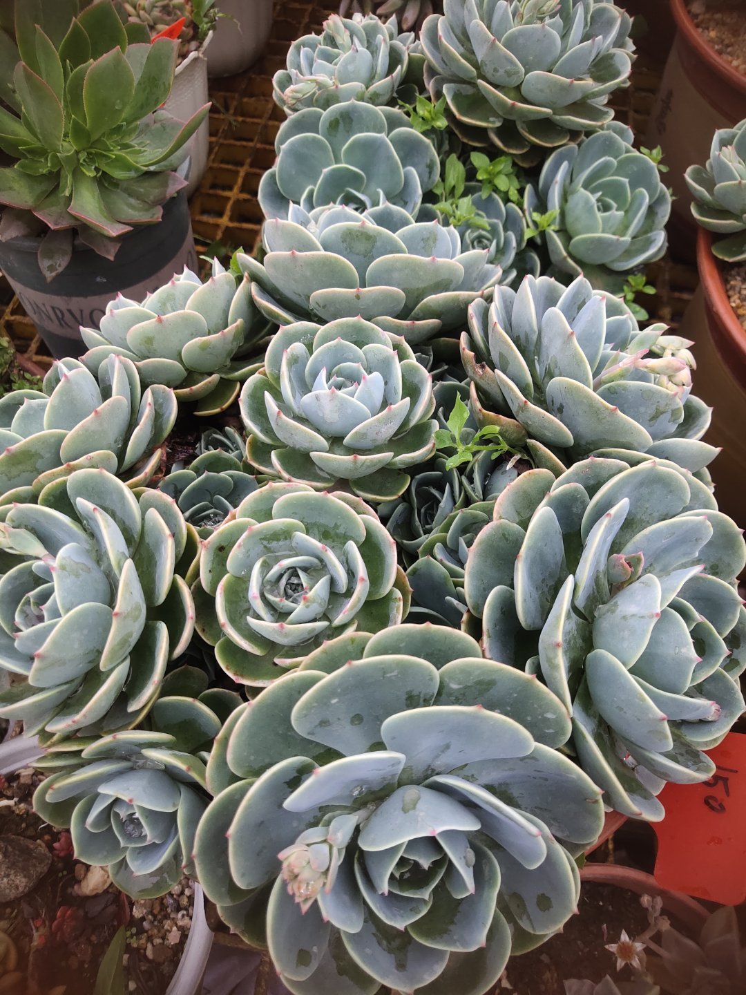 多肉玉蝶 夏必死 三動作 虐一虐 梅雨季節也能爆小崽 洞察力小八 Mdeditor