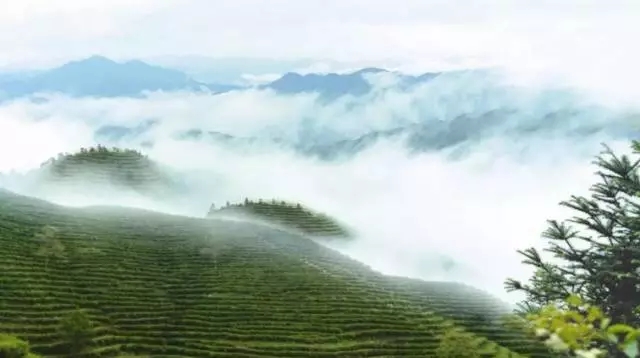 茶叶如何投放广告？英山茶叶在什么平台推广最好？