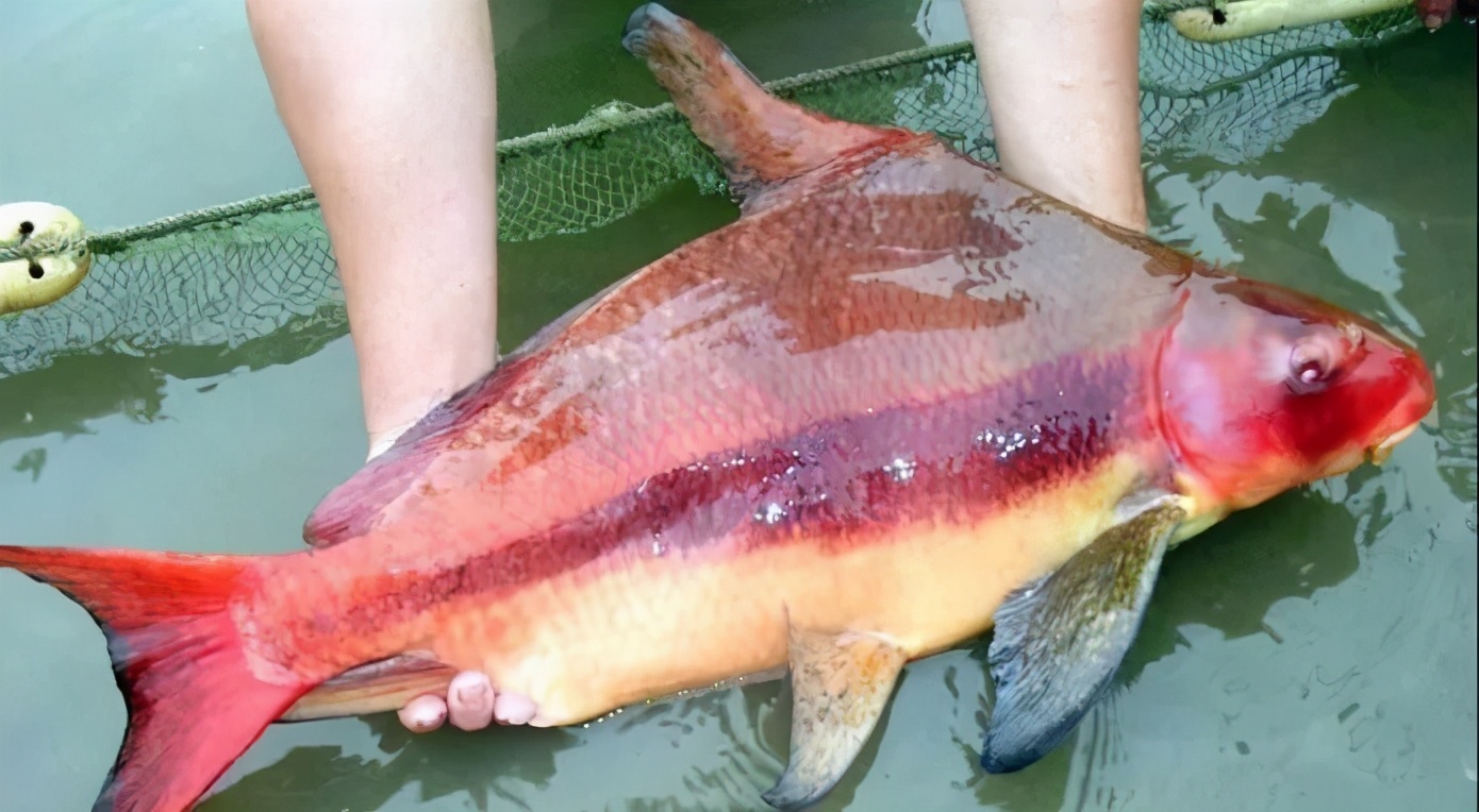 长江胭脂鱼的“怒火”：外形靓丽、肉质鲜美，终是“红颜薄命”