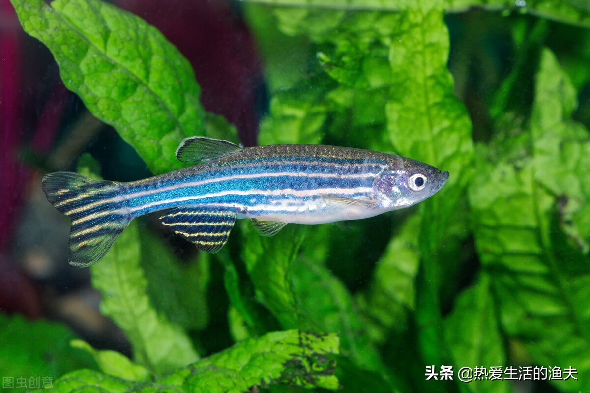 小型觀賞熱帶魚，哪種容易飼養還經濟實惠？強烈推薦這七種小魚_熱愛 