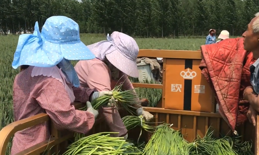 农村新工作一天180，简单好干但是年轻人干不了