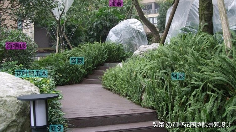 別墅庭院常用植物分享，附照片及名字標(biāo)注（珍藏版）