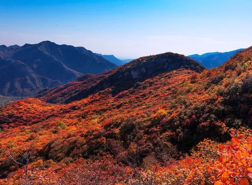Simagou, Yaowang Valley, admire thousands of mu of red leaves, see the most beautiful autumn scenery, and keep the most beautiful autumn