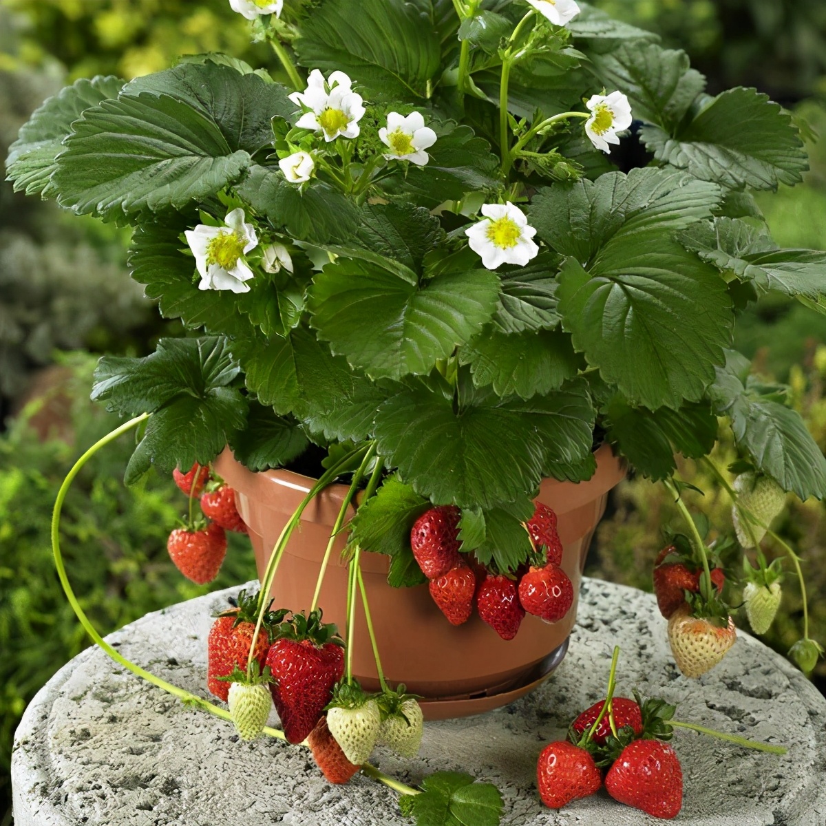 草莓的种植方法和养护(草莓的种植方法和注意事项)