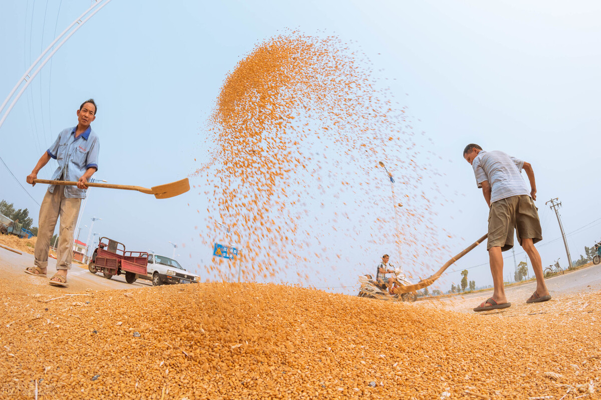 玉米价格继续下跌，小麦试探性冲高，有望突破1.4？