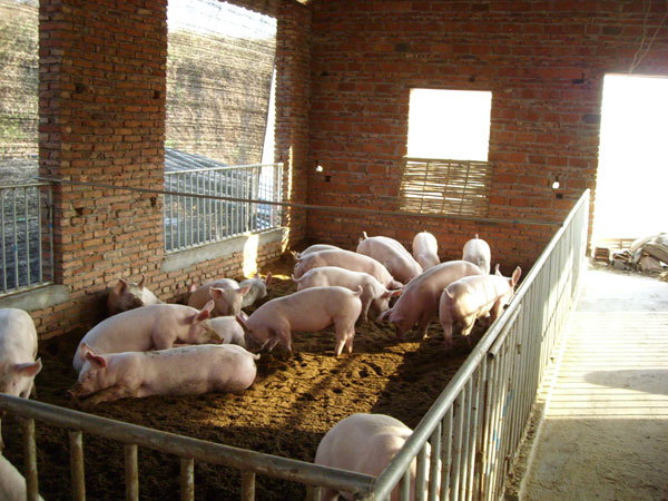 生物发酵床养猪新技术