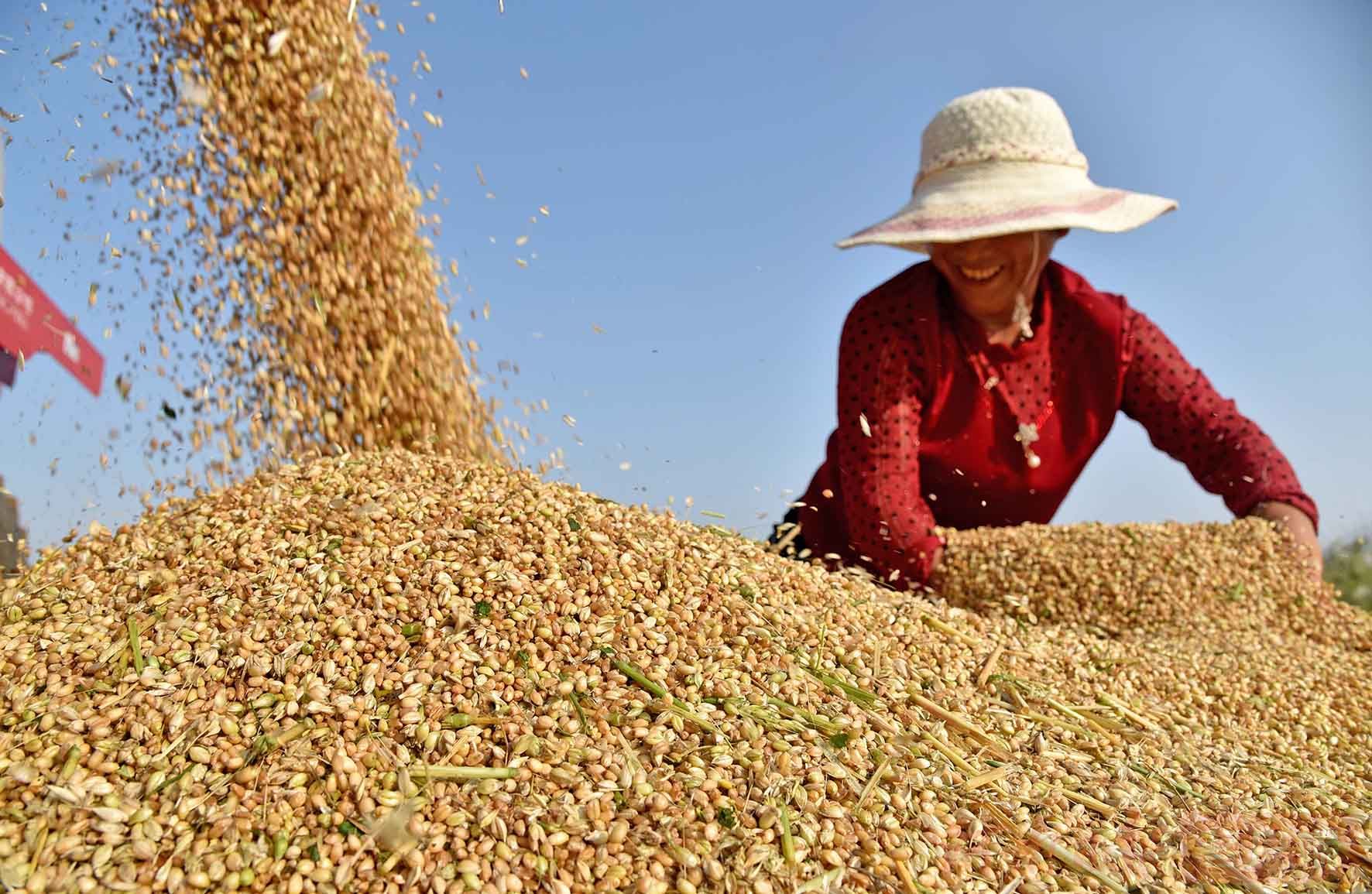 250万吨超标粮拍卖，玉米、小麦震荡，新稻高开低走，粮价咋了？