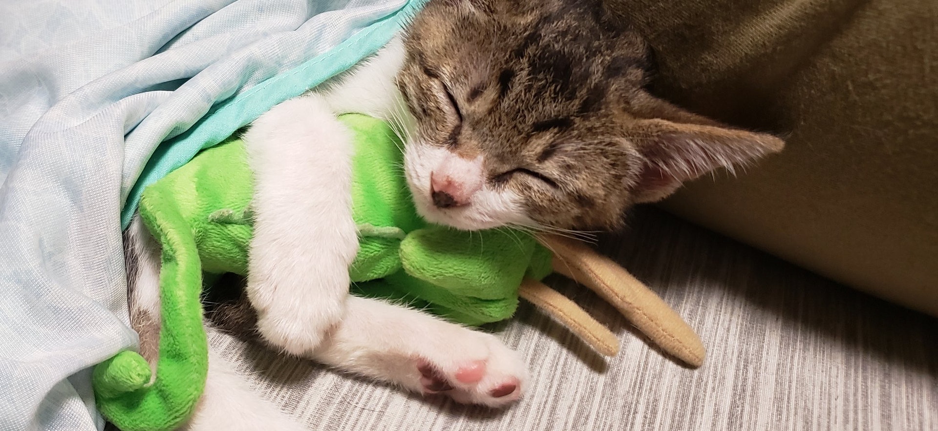 暖男救秃毛流浪猫养8个月狂增4KG 巨猫压肩，宠主求救_扭八歪七- MdEditor