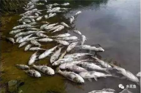 分析判定养殖鱼类死亡原因的十个方法