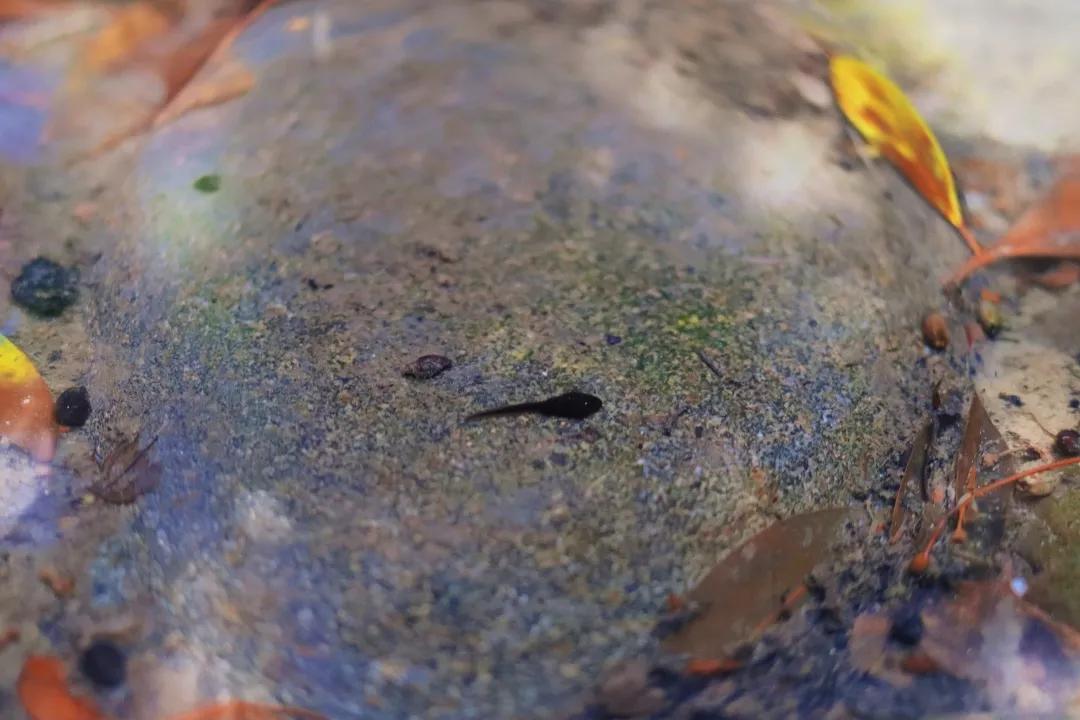 带上五官到校园里寻找春天——成都市华中附小大自然的语文课