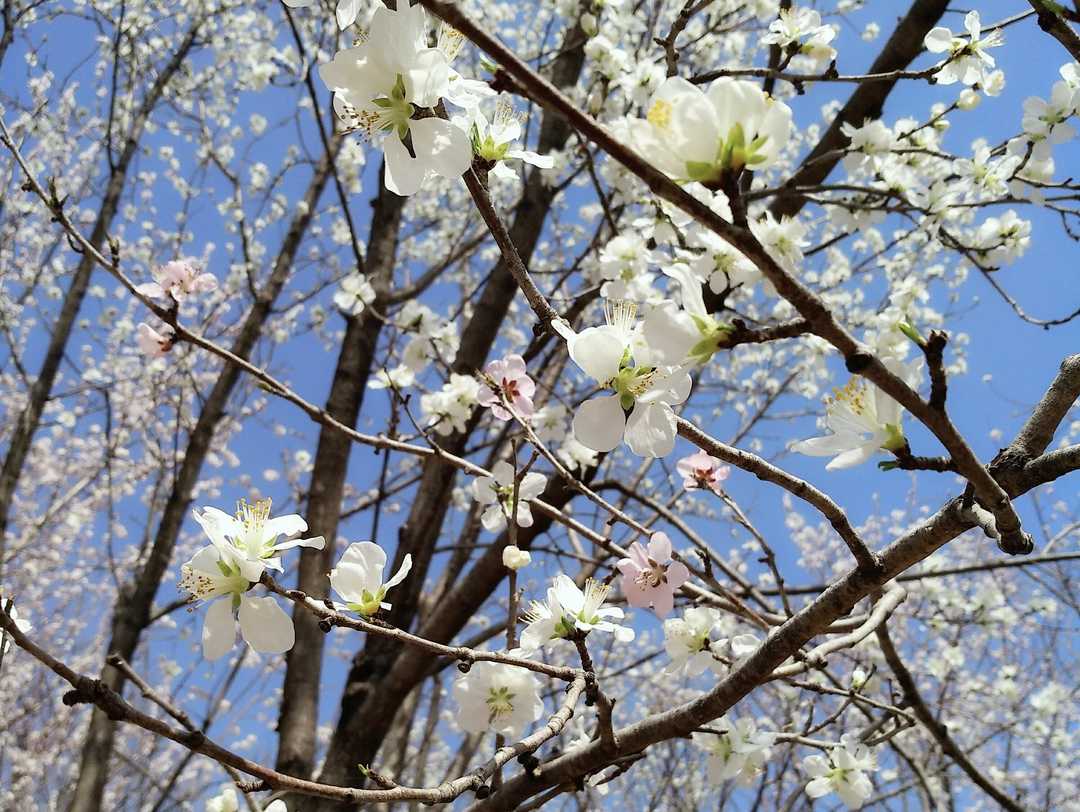 北京植物园的山桃花 亭亭而立 与蜂蝶共舞 孟浪之言 Mdeditor