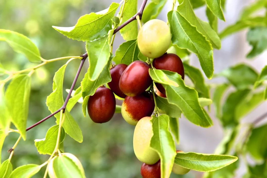 院子里有空地就种这"三种树",没地挤挤也要种,寓意深远还旺家