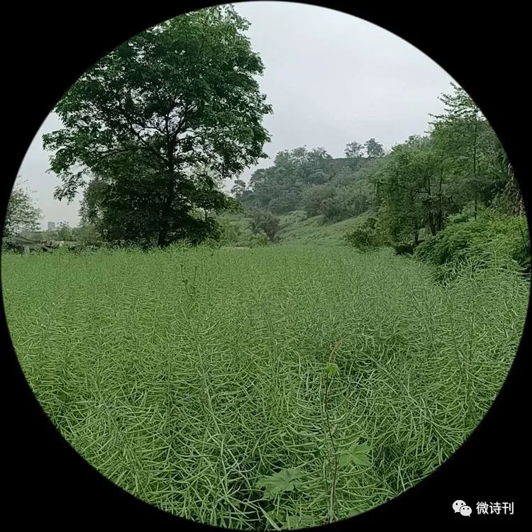 新诗推荐:著名诗人安娟英诗歌专辑