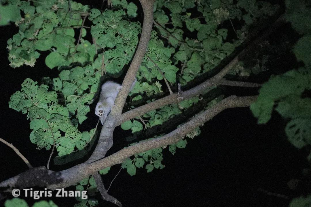 2020盈江观鸟行之二——黄腰响蜜鴷和夜探猫头鹰