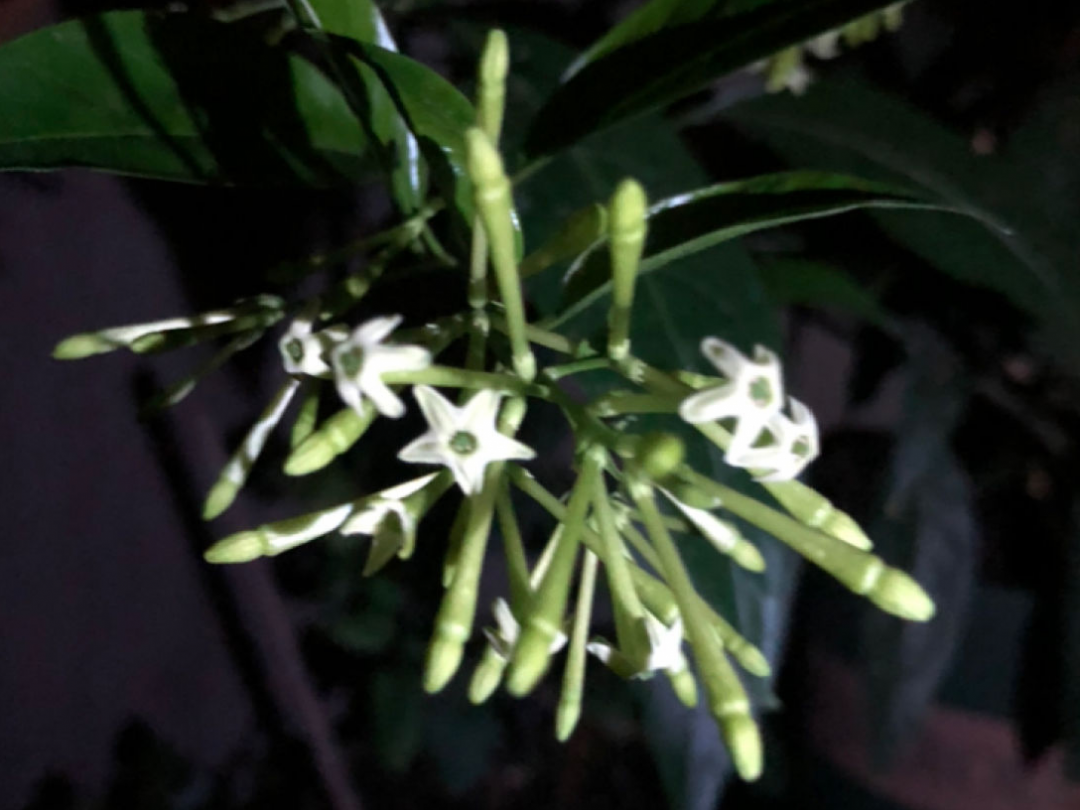 10種“臟臟”花，愛干凈的人別養，會招蟲子