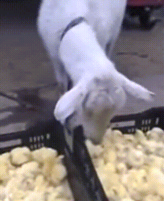 食草動物只吃素？牛馬羊鹿也吃雞