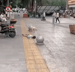 人类已经无法阻止宠物狗了……