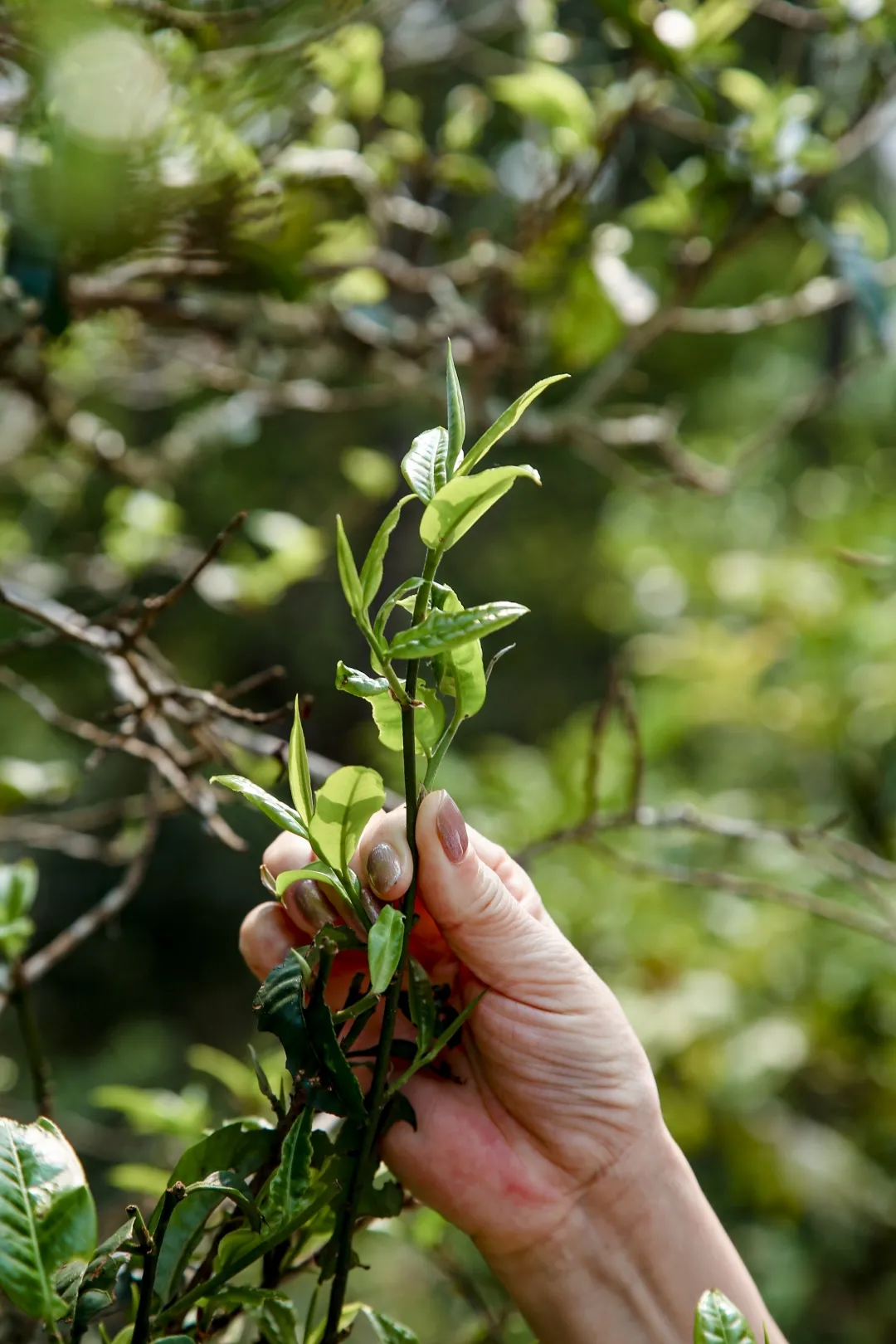 贺开古茶园春茶开采,隔着屏幕都能闻到茶香