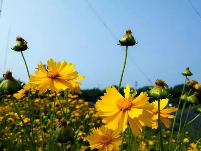 每日正能量—善良，是一朵开在心灵上的花