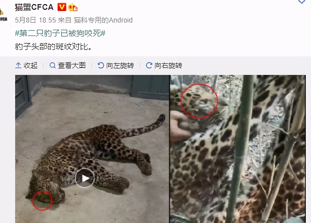 杭州“瞒豹”事件，愣把所有人当傻子