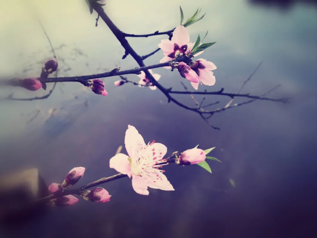6首最美桃花诗词：桃之夭夭，惊艳了整个春天-第5张图片-诗句网