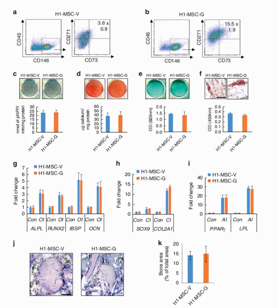 成骨分化：GDF6促进胚胎干细胞向间充质干细胞分化