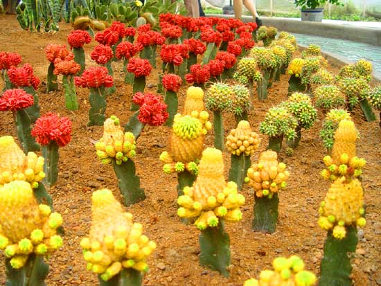 浙江旅游：走进生态旅游区滕头村（图）