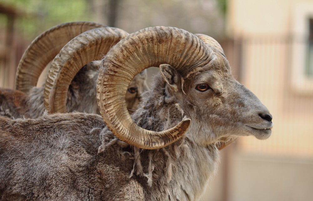 如果动物的角长歪了会怎么样 慢性自杀的利器 有角动物的悲剧 资讯咖