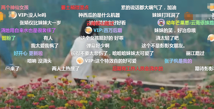 向往的生活：张子枫给瓜苗浇水！懂的人看了无