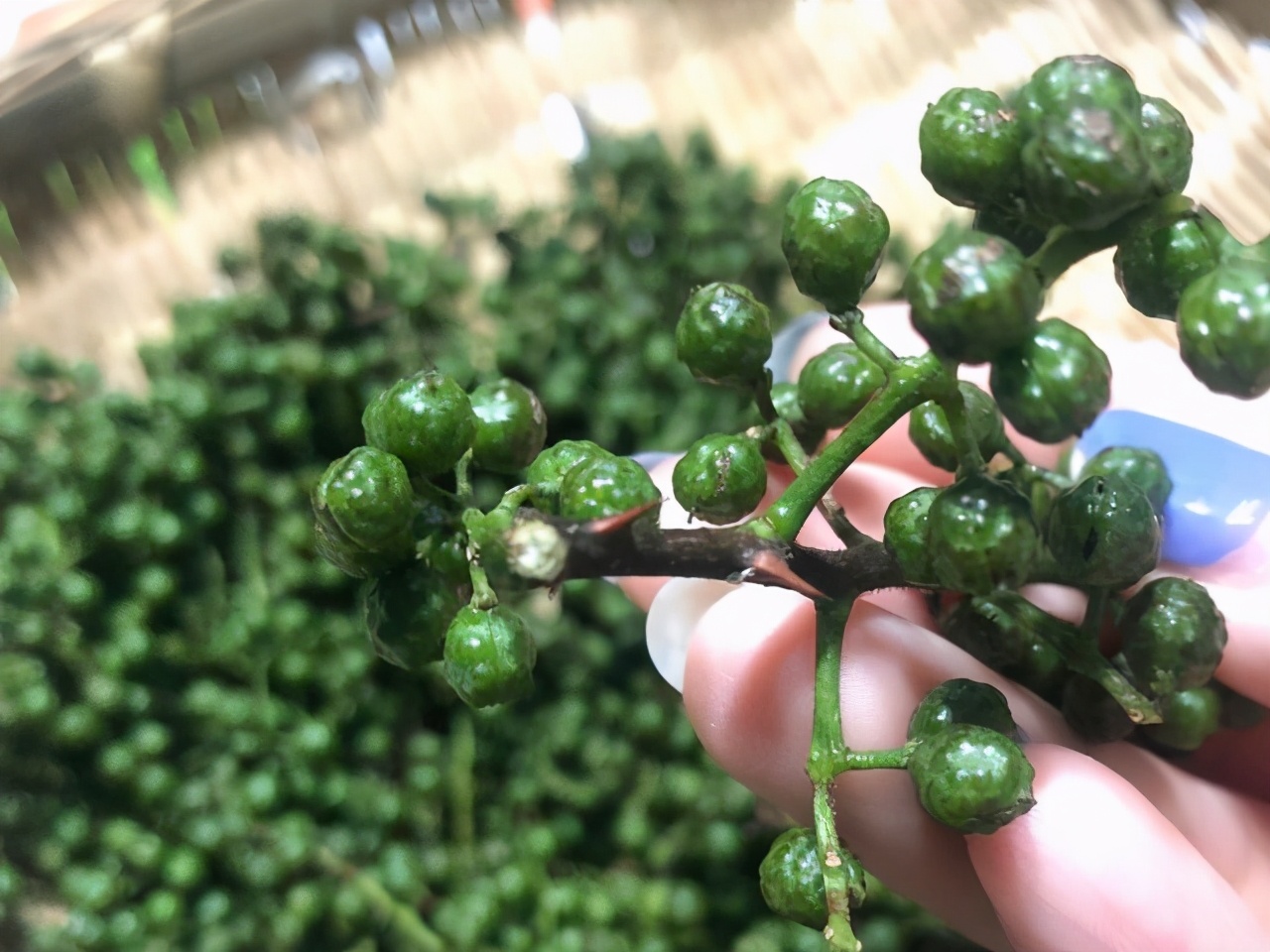 花椒油、辣椒油、猪油、明油的熬制方法，花钱学的教程，免费给你