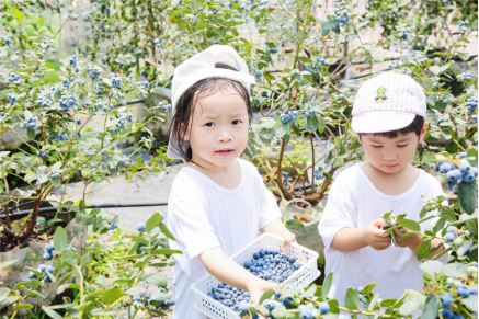 美味“蓝”不住，不能“莓”有你