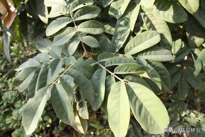 花榈木与黄花梨木同样珍贵 而且能在黄花梨木不能生长的地方种植 资讯咖