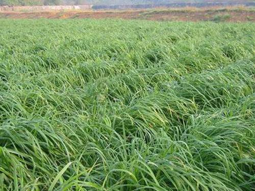 黑麦草根系的生长,反之,土壤越是板结,就越难以存活,更别说提高产量和