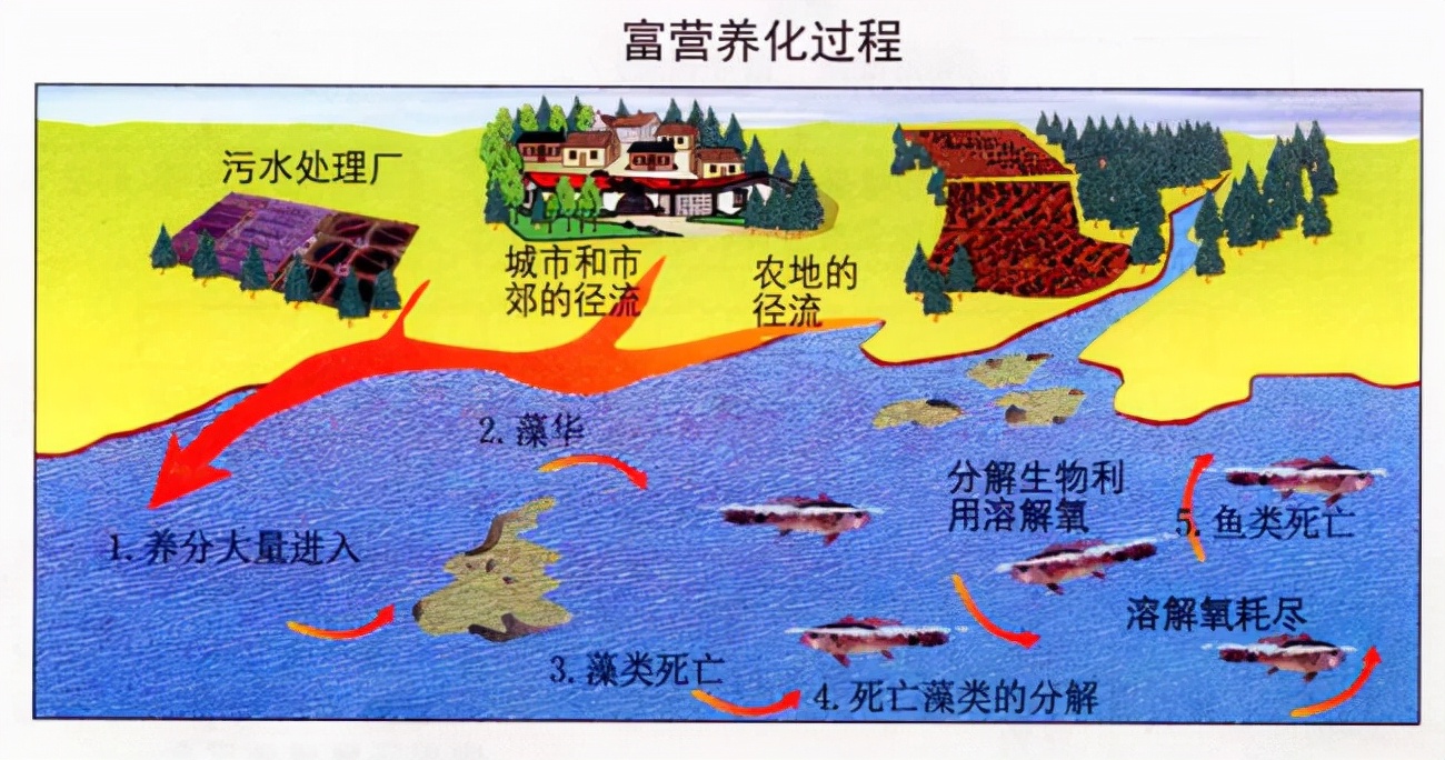 魚還能吃嗎 專家 日本北海道爆發史上最強赤潮 究竟危害多大 資訊咖