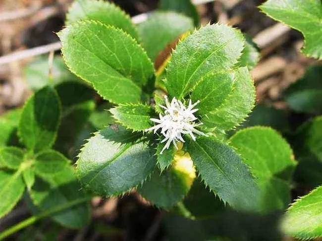 《本草纲目》故事：苍术燥湿健脾