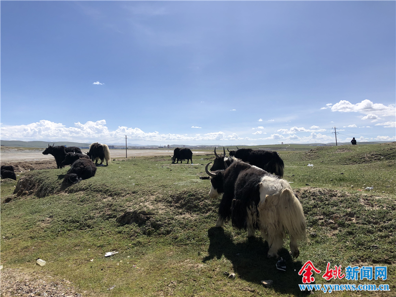 这朵“余姚的格桑花”，在西藏土地上绽放着“最美青春”